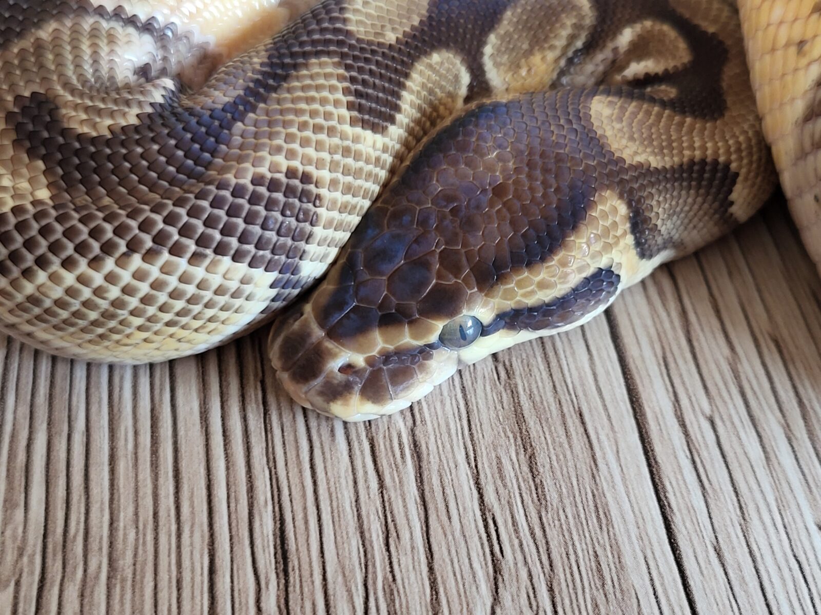 Arya _ Polish Python Lovers - Enchi OD YB