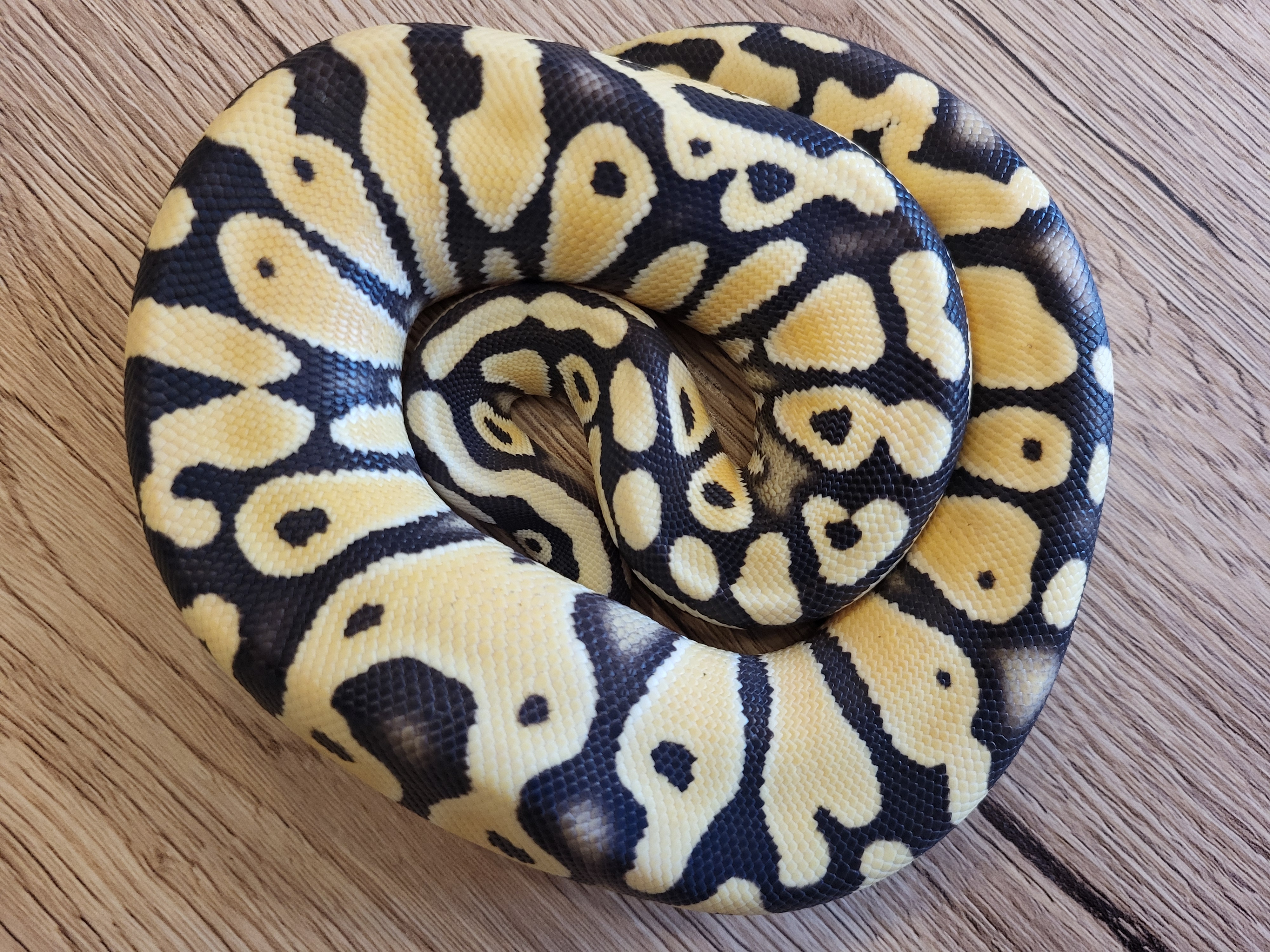 Ciri Paste DG het Clown - Polish Python Lovers