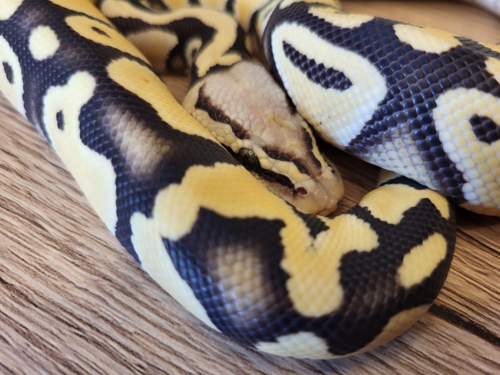 Ciri - Polish Python Lovers