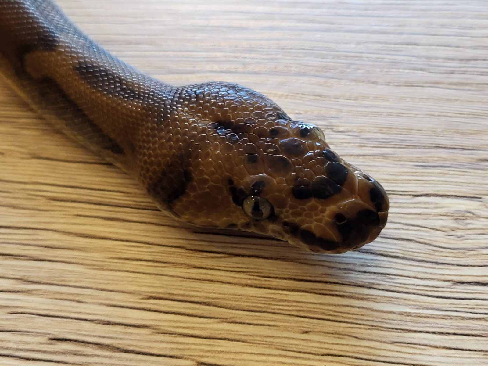 Clown Piebald - Polish Python Lovers