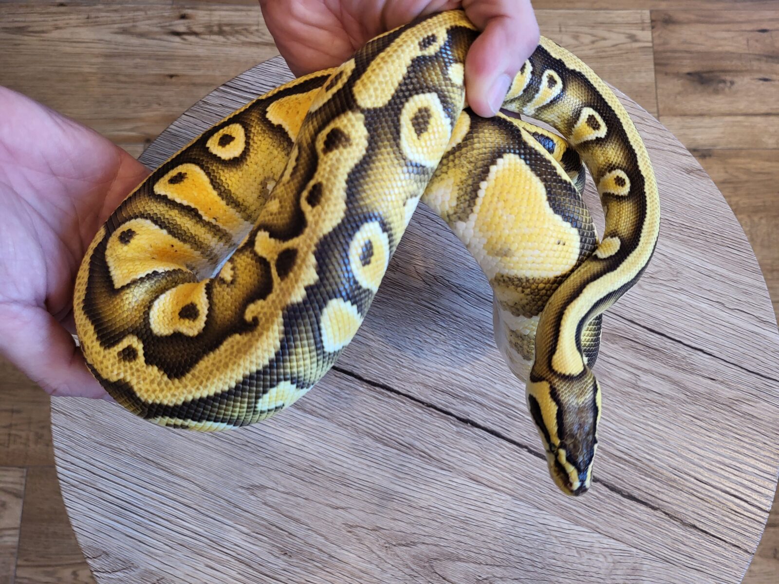 Cypress Pastel Enchi Crypton - Polish Python Lovers