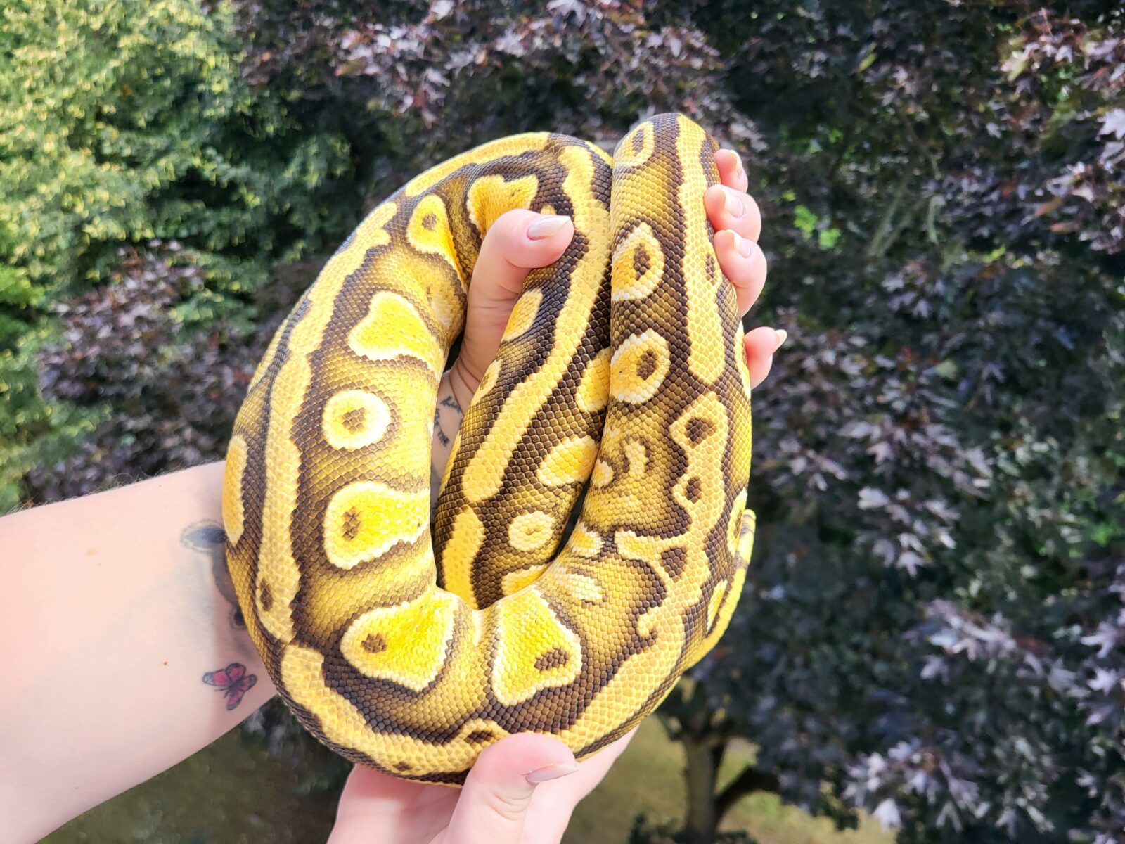 Daenerys - Polish Python Lovers