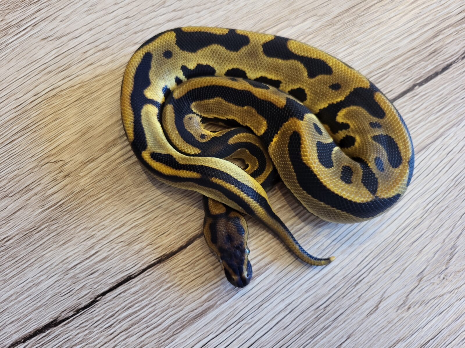 Geralt - Polish Python Lovers