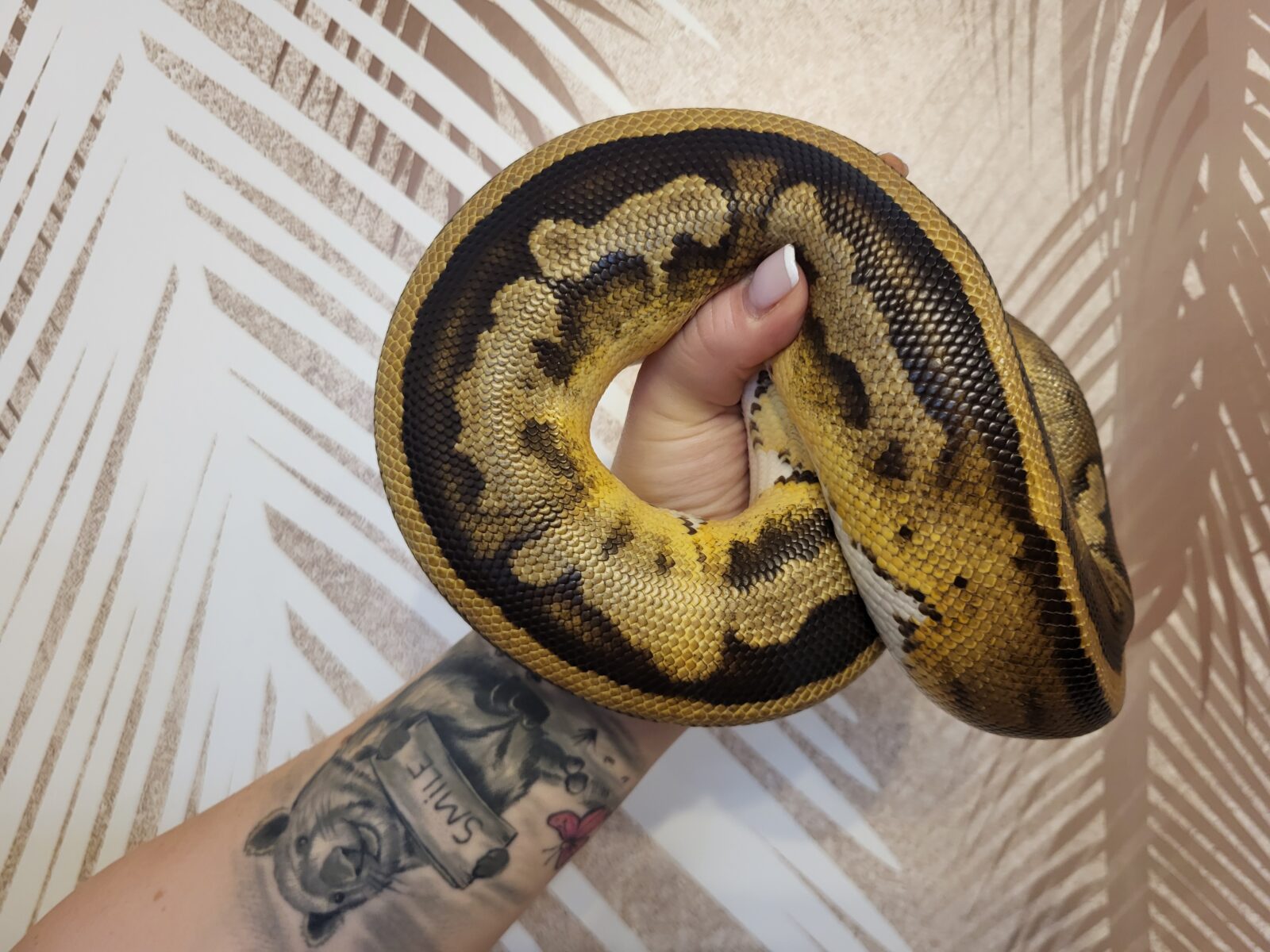 Ginny - Polish Python Lovers