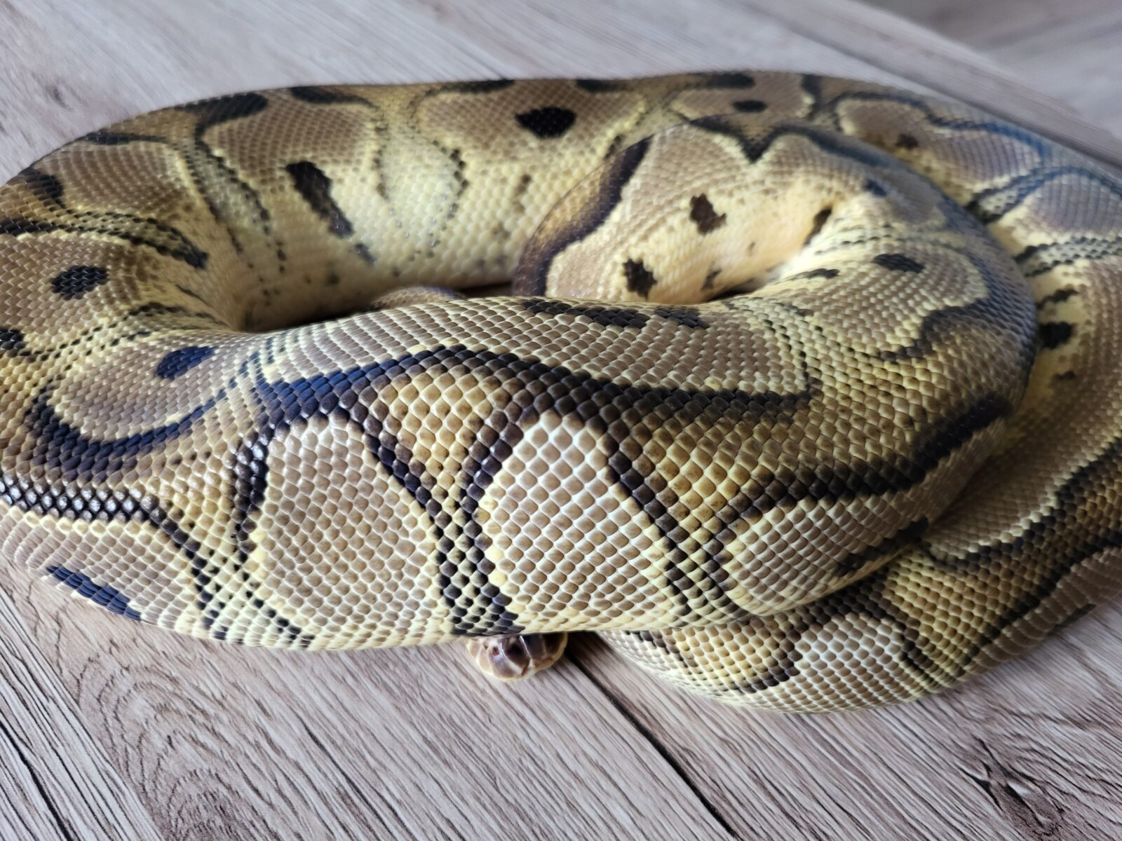 Hermiona - Pastel Clown - Polish Python lovers
