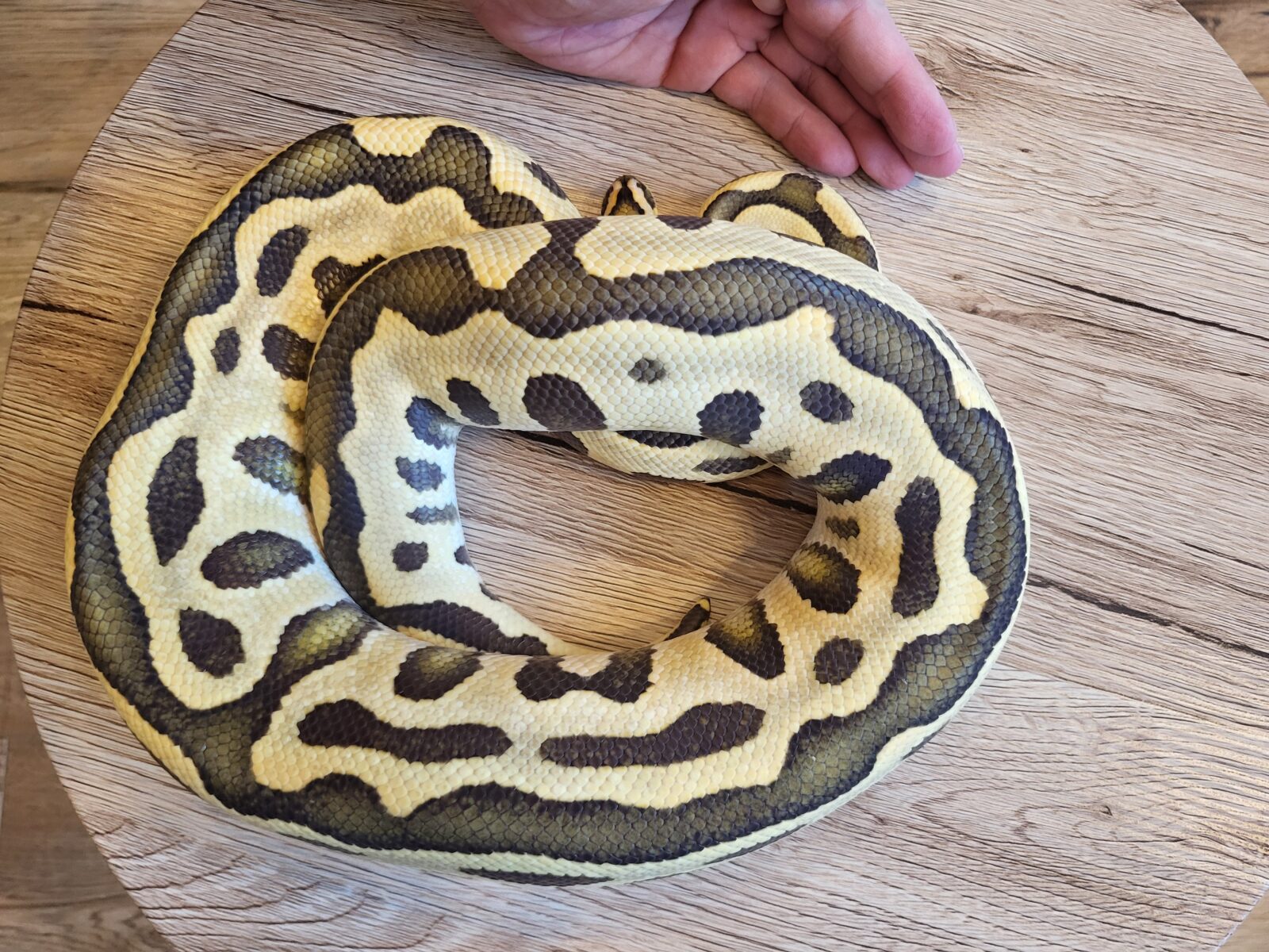 Jon Snow - Polish Python Lovers