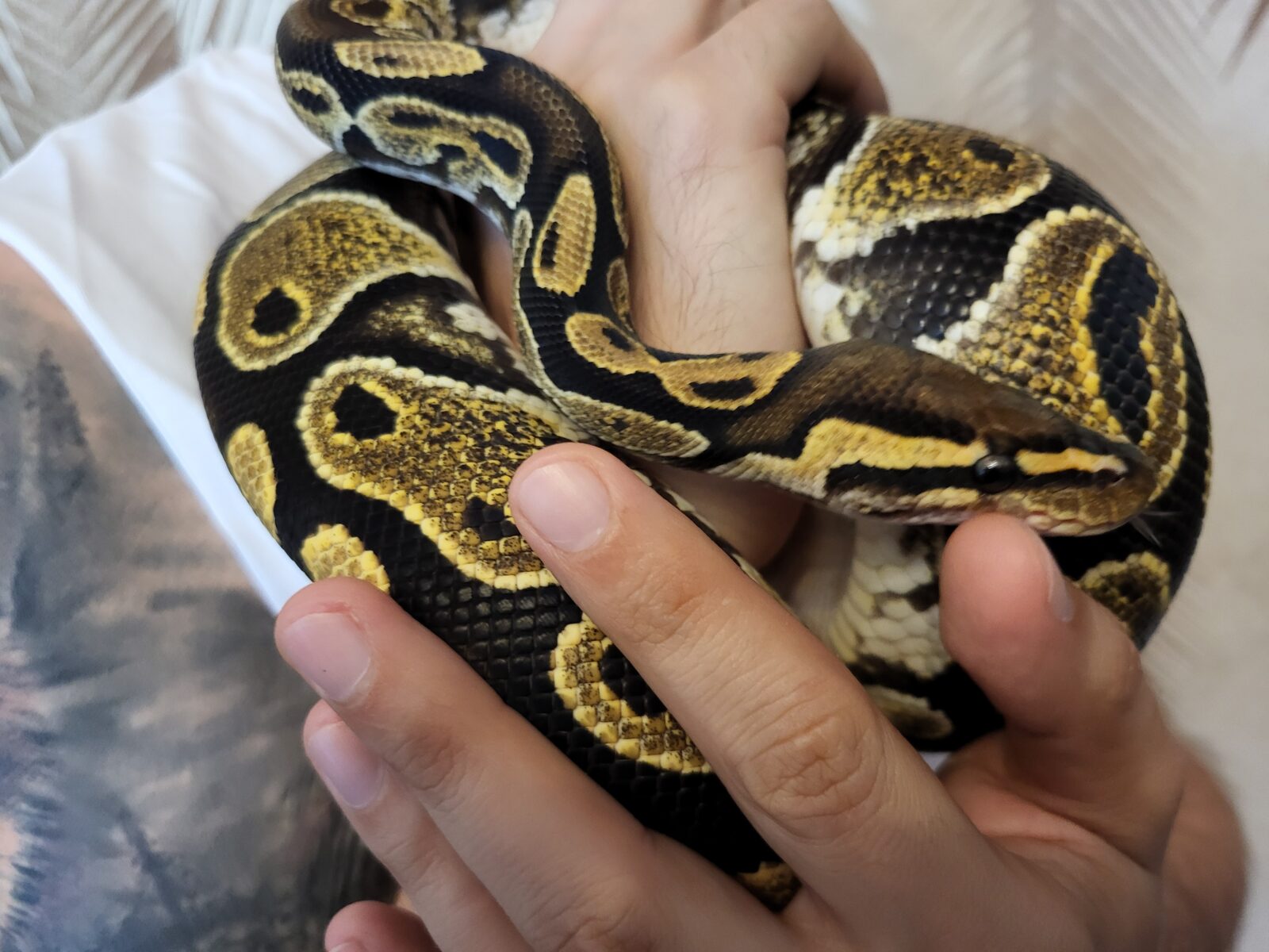 Lace Yellow Belly - Polish python lovers