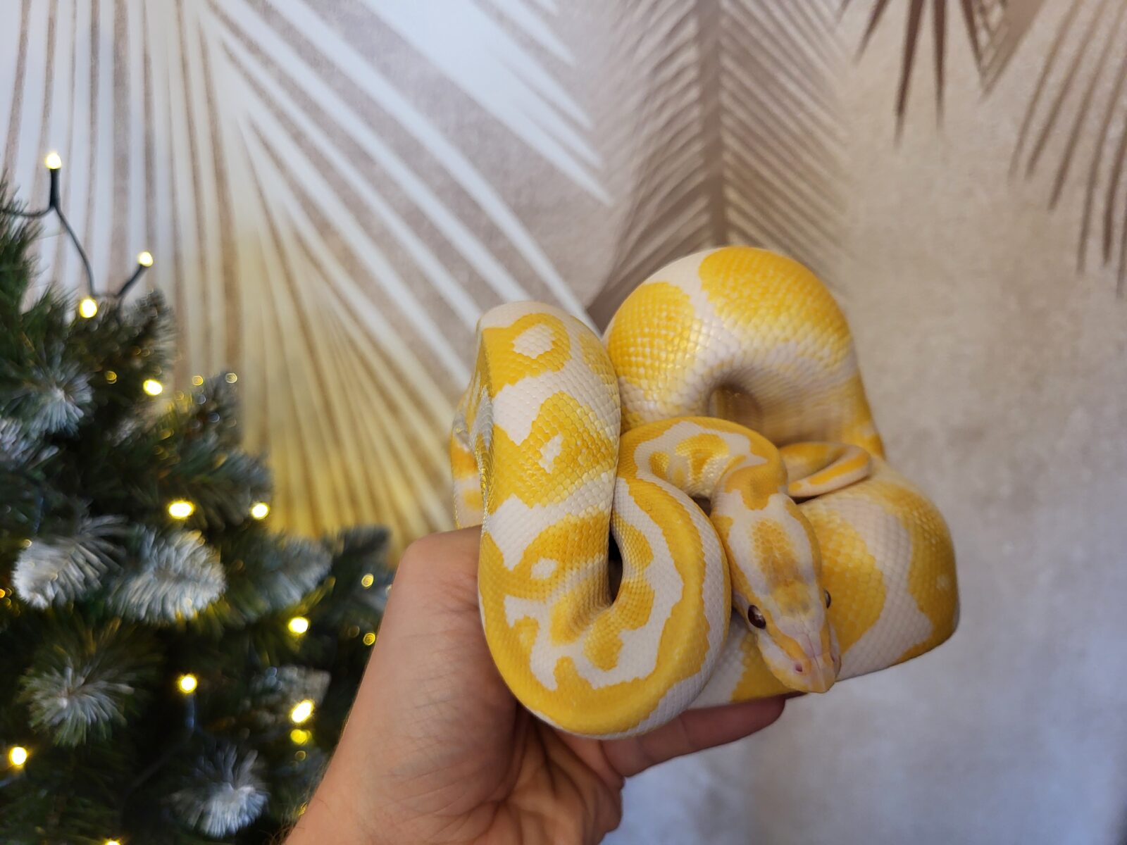 Lavender Albino - Polish Python Lovers