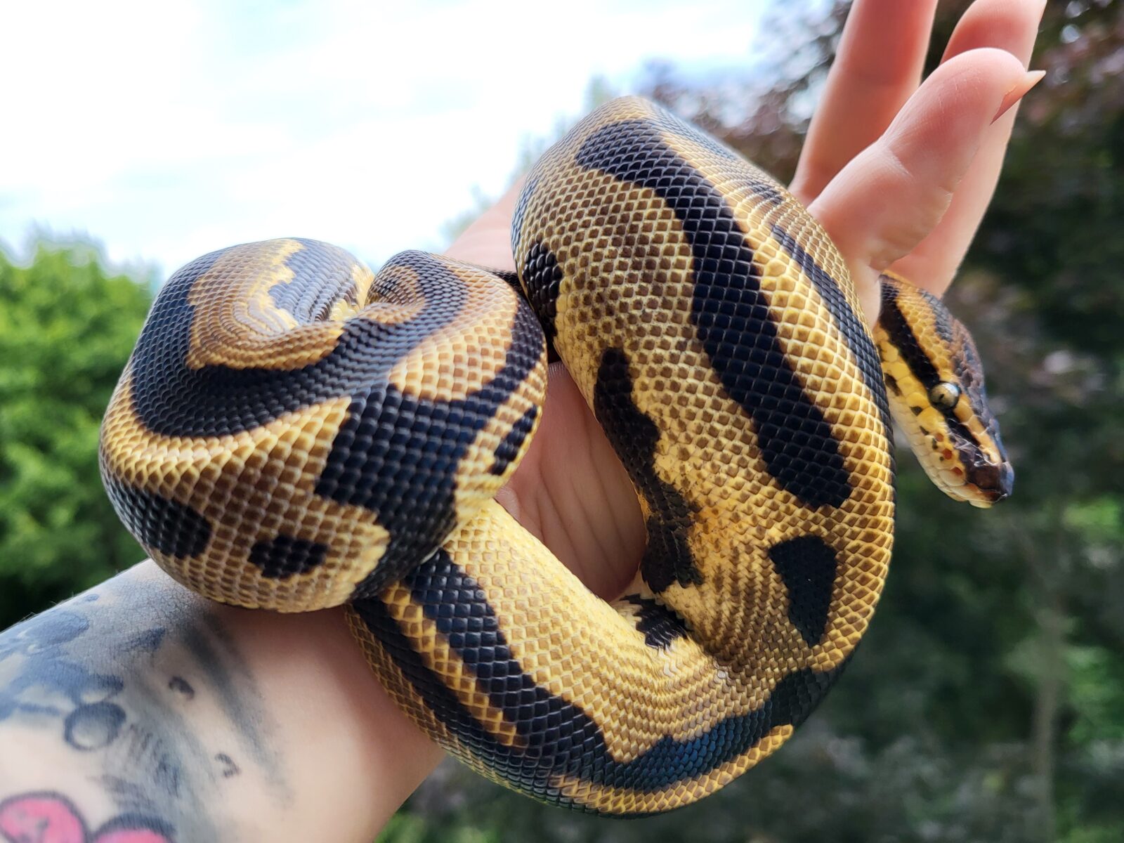 OD Leopard - Geralt - Polish Python Lovers
