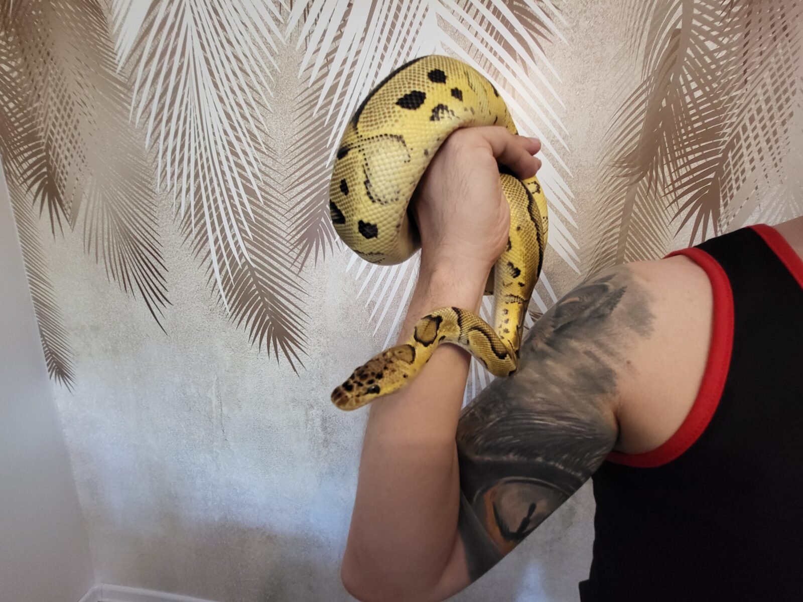 Pastel Clown - Polish Python Lovers