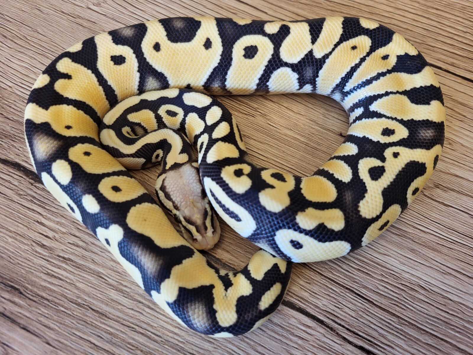 Pastel DG het Clown - Polish Python Lovers