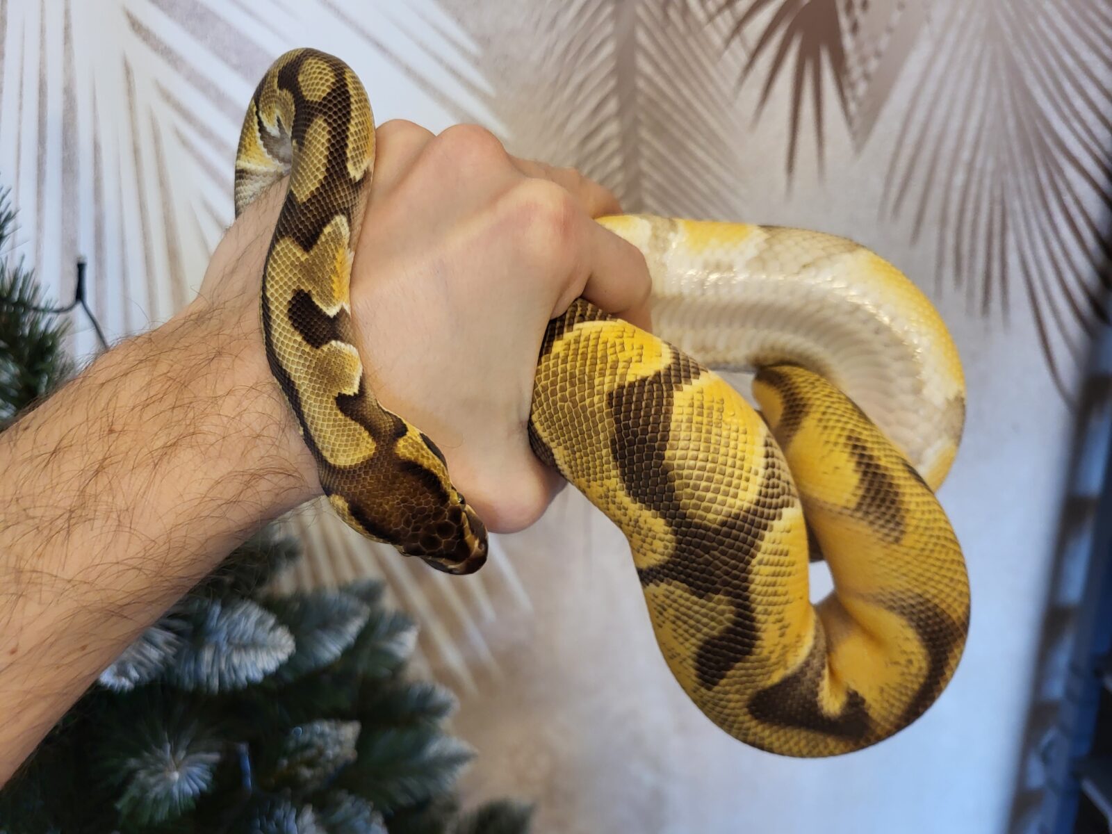 Polish Python Lovers - Arya - Enchi OD YB