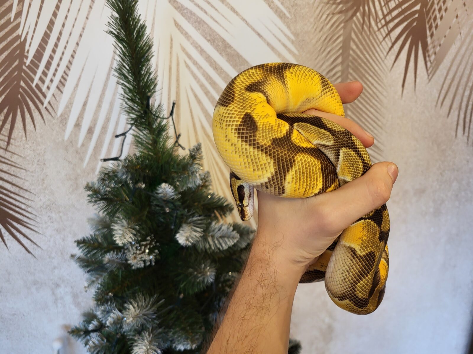 Polish Python Lovers - Arya - pyton królewski