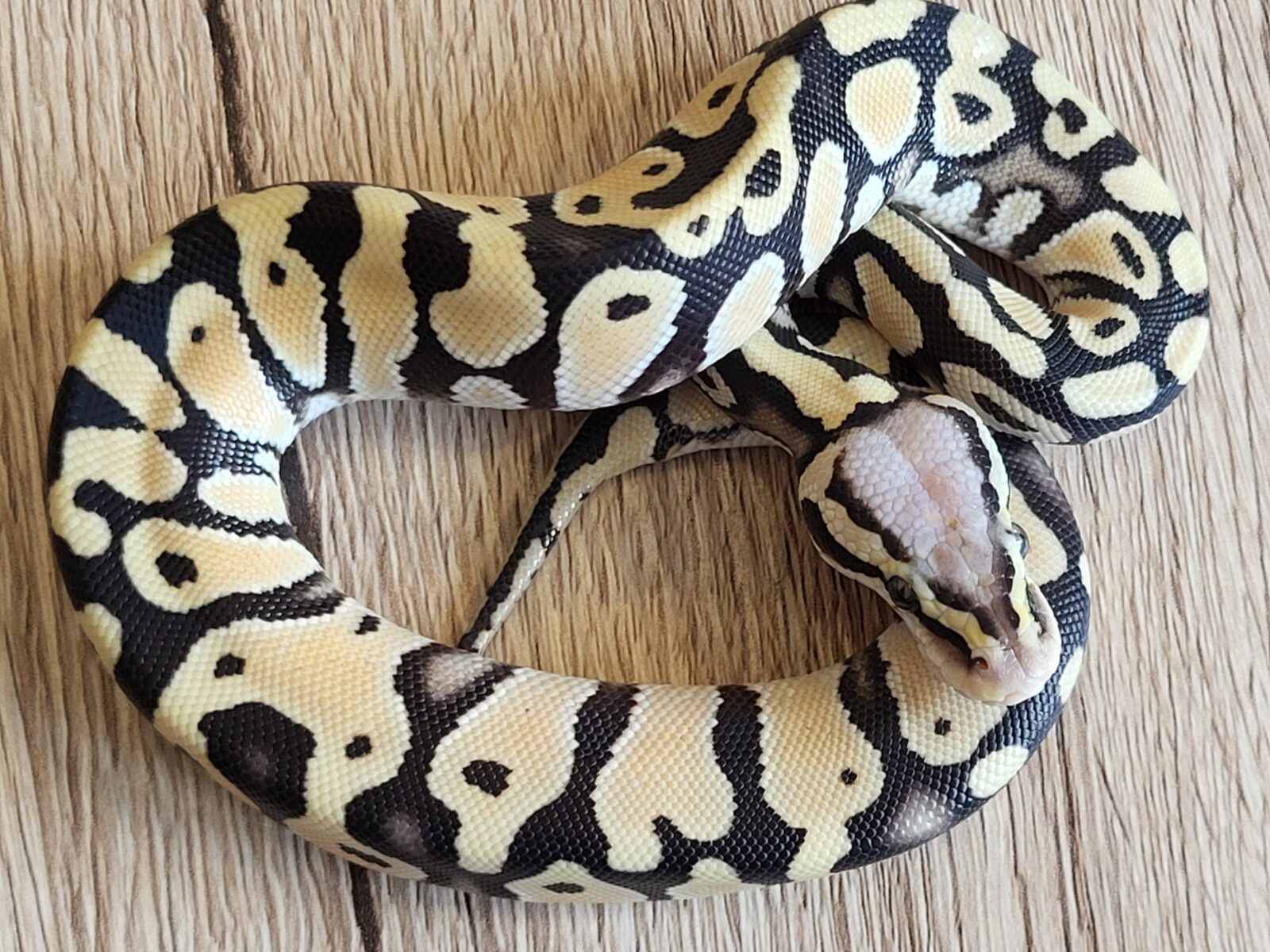 Polish Python Lovers - Ciri