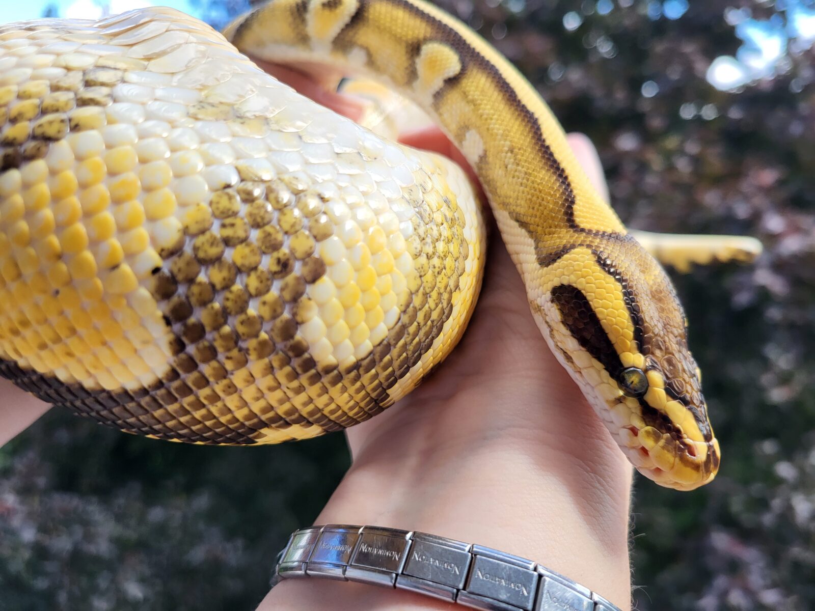 Polish Python Lovers - Daenerys