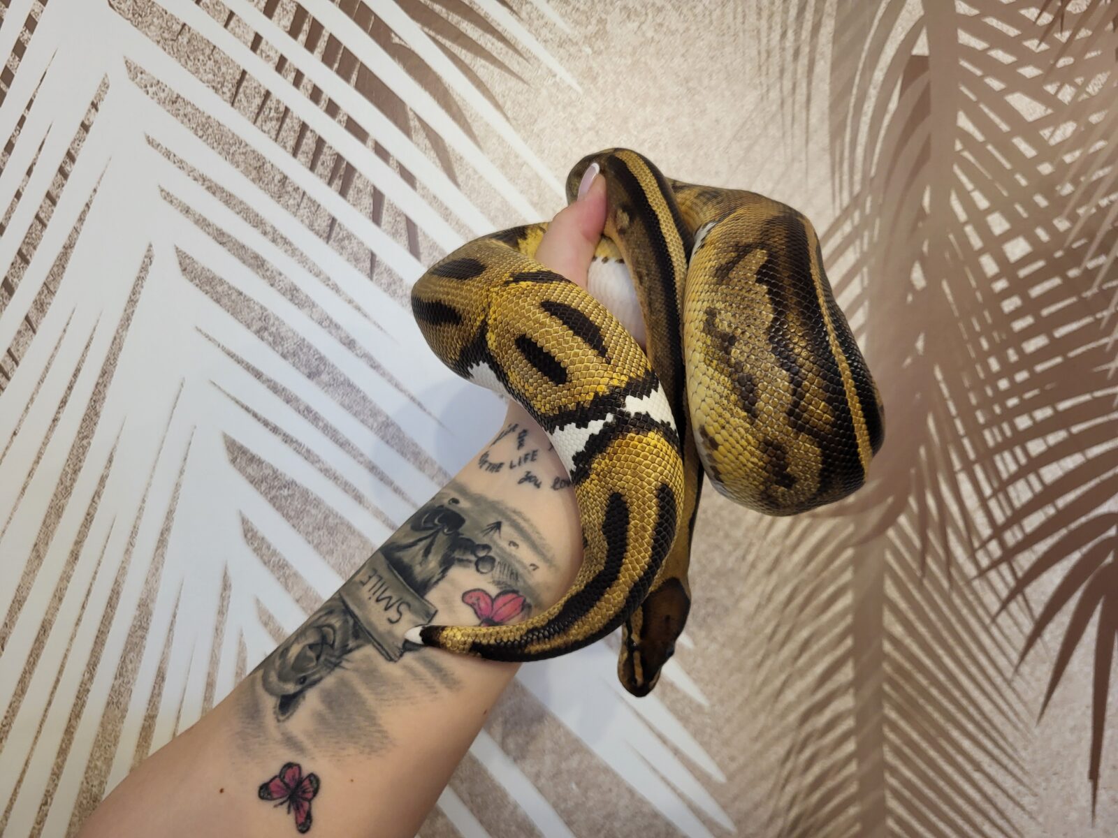 Polish Python Lovers - GHI Piebald