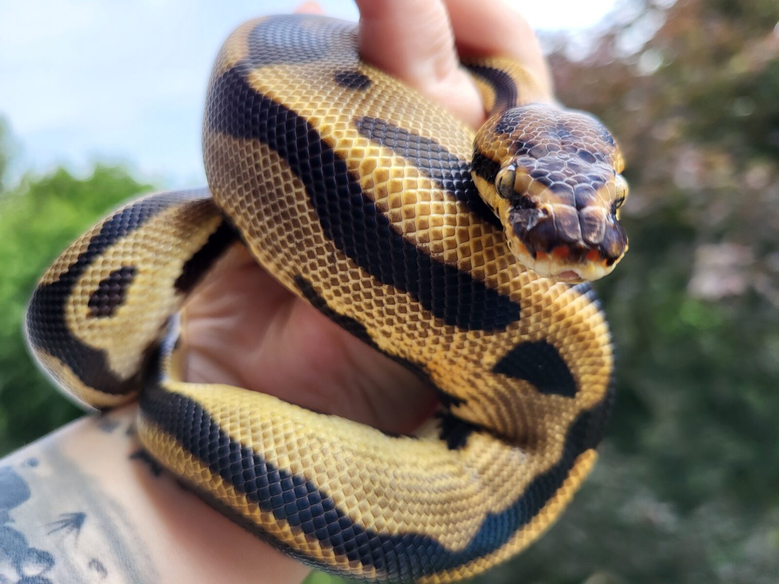 Polish Python Lovers - Geralt