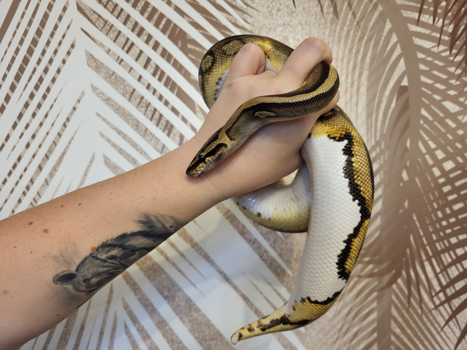 Polish Python Lovers - Ginny - Clown Piebald