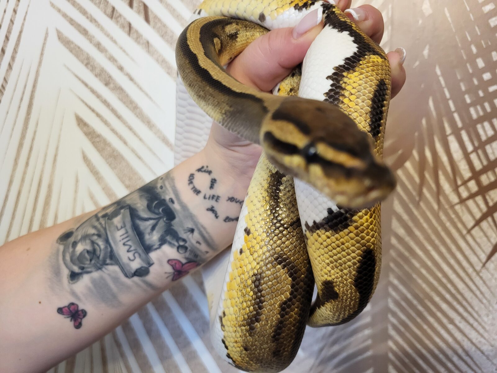 Polish Python Lovers - Ginny