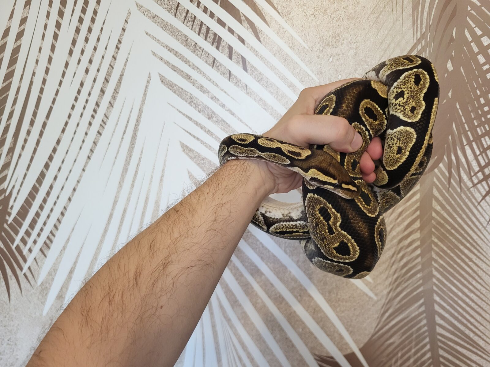 Polish Python Lovers - Harry - Lace Yellow Belly