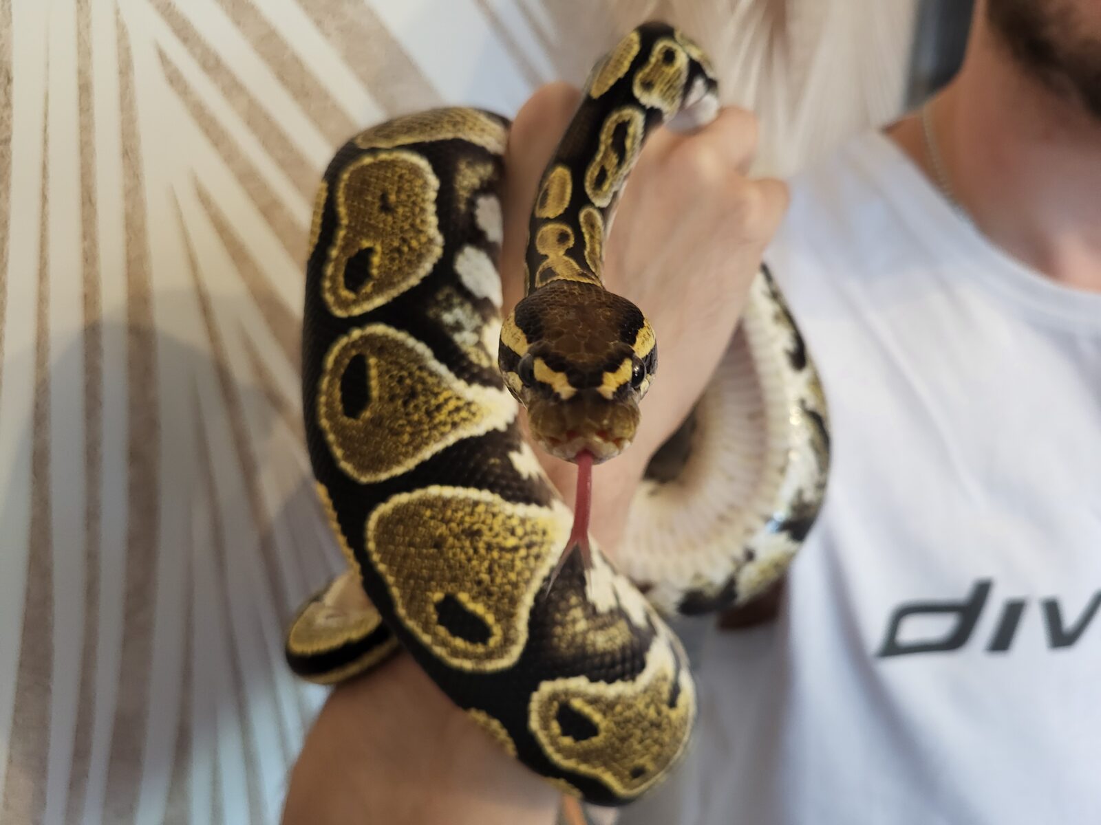 Polish Python Lovers - Harry