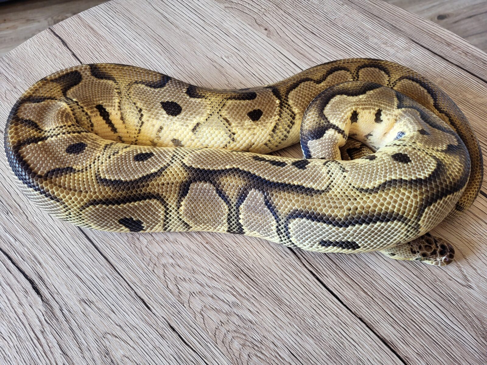Polish Python Lovers - Hermiona - Pastel Clown