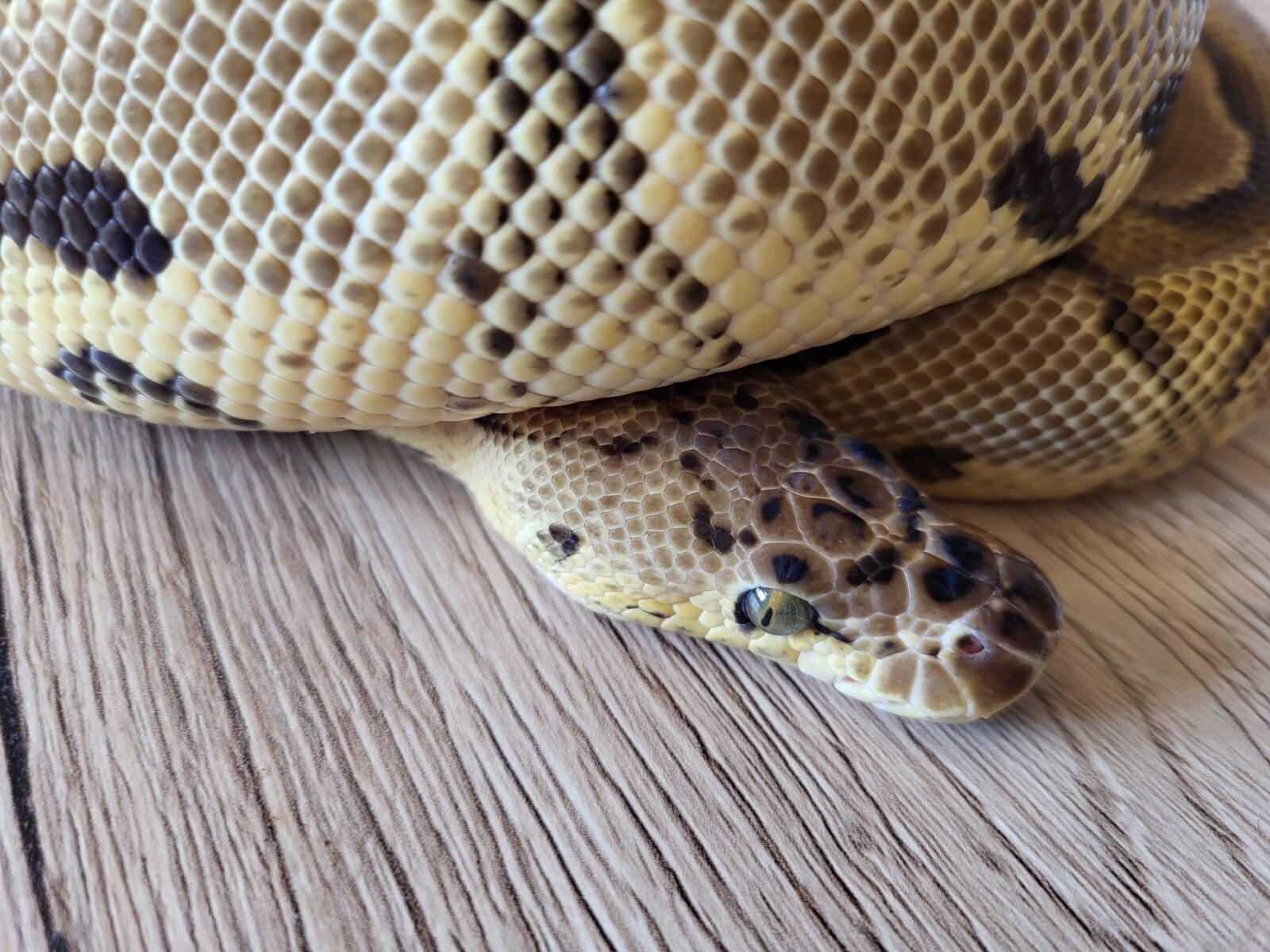 Polish Python Lovers - Hermiona