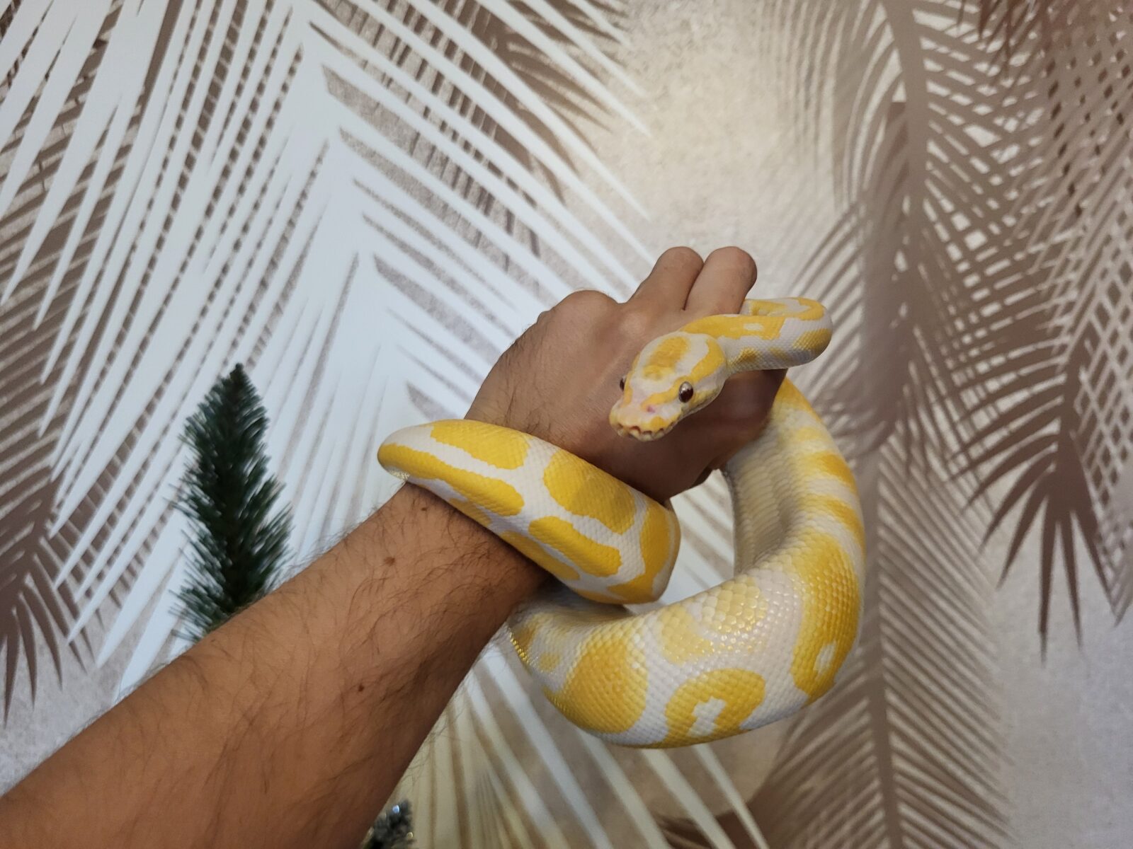 Polish Python Lovers - Jaime