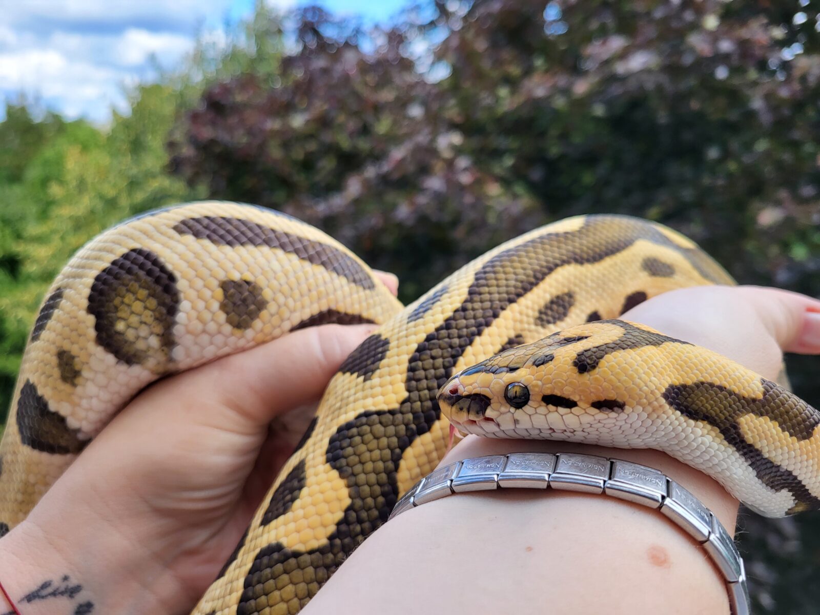 Polish Python Lovers - Jon