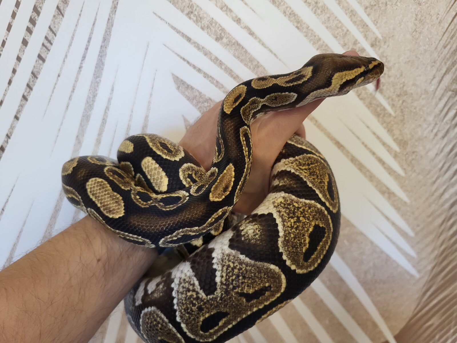 Polish Python Lovers - Lace Yellow Belly