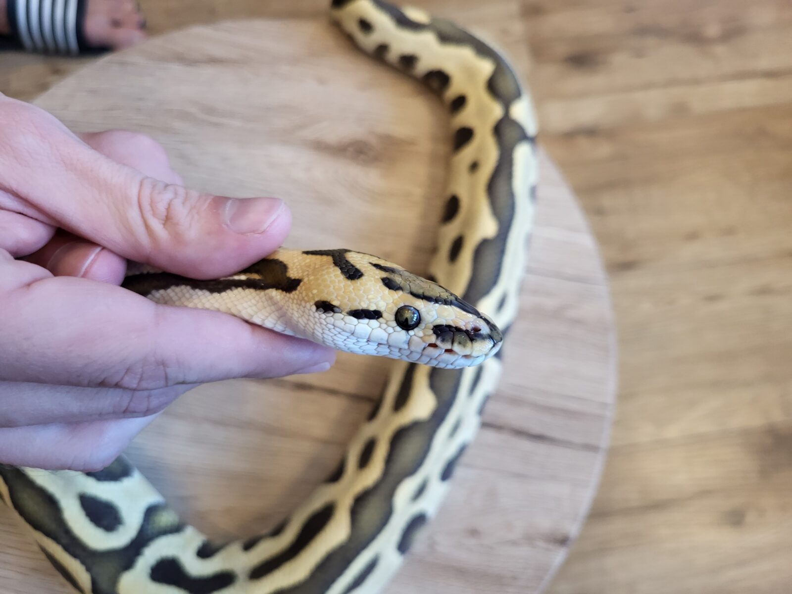 Polish Python Lovers - Leopard Crypton