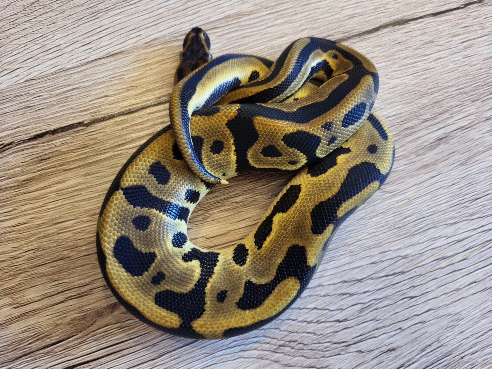 Polish Python Lovers - OD Leopard