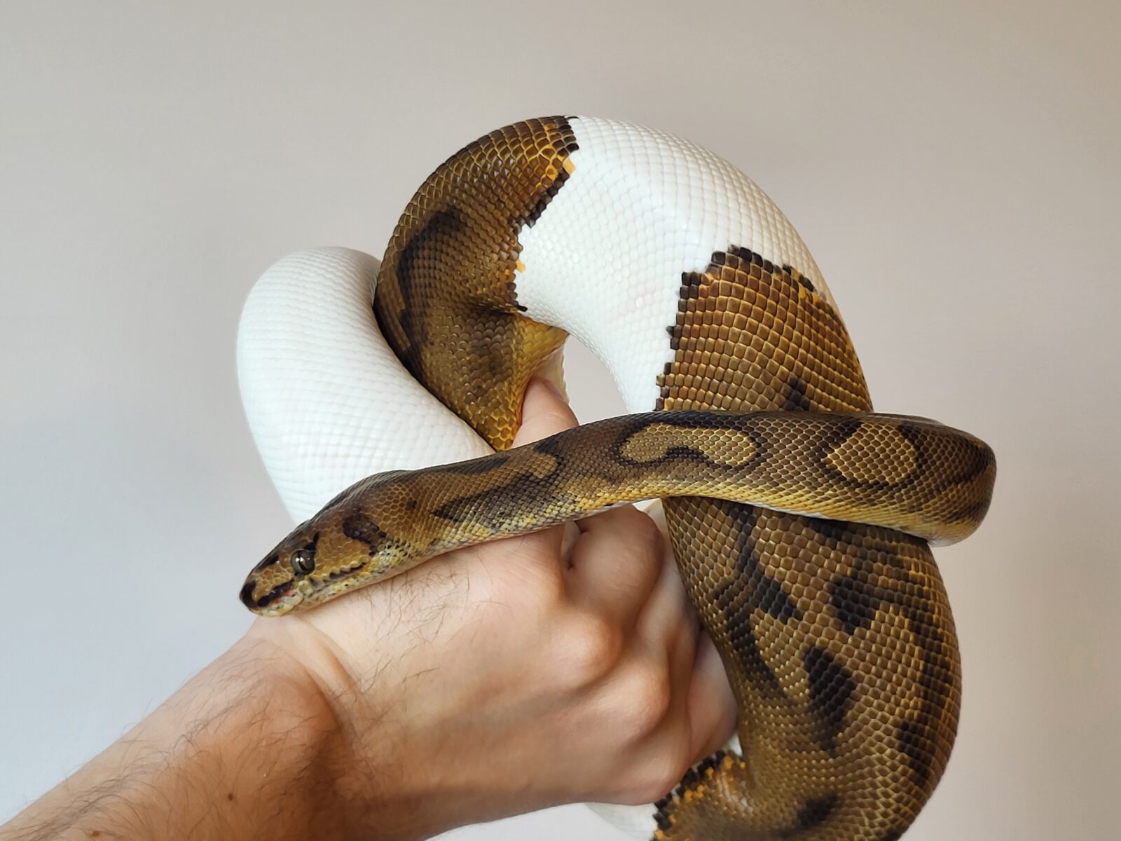 Polish Python Lovers - Ron - Clown Piebald