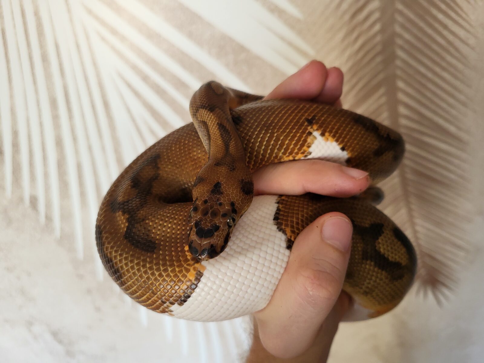 Polish Python Lovers - Ron