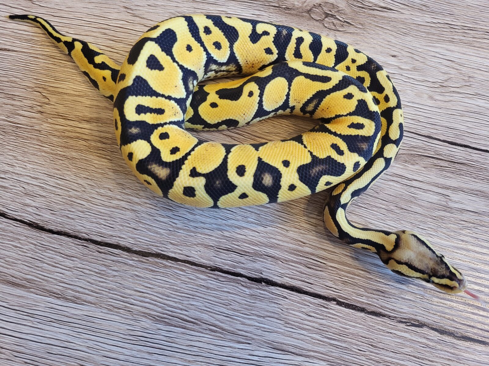Polish Python Lovers - Triss Merigold