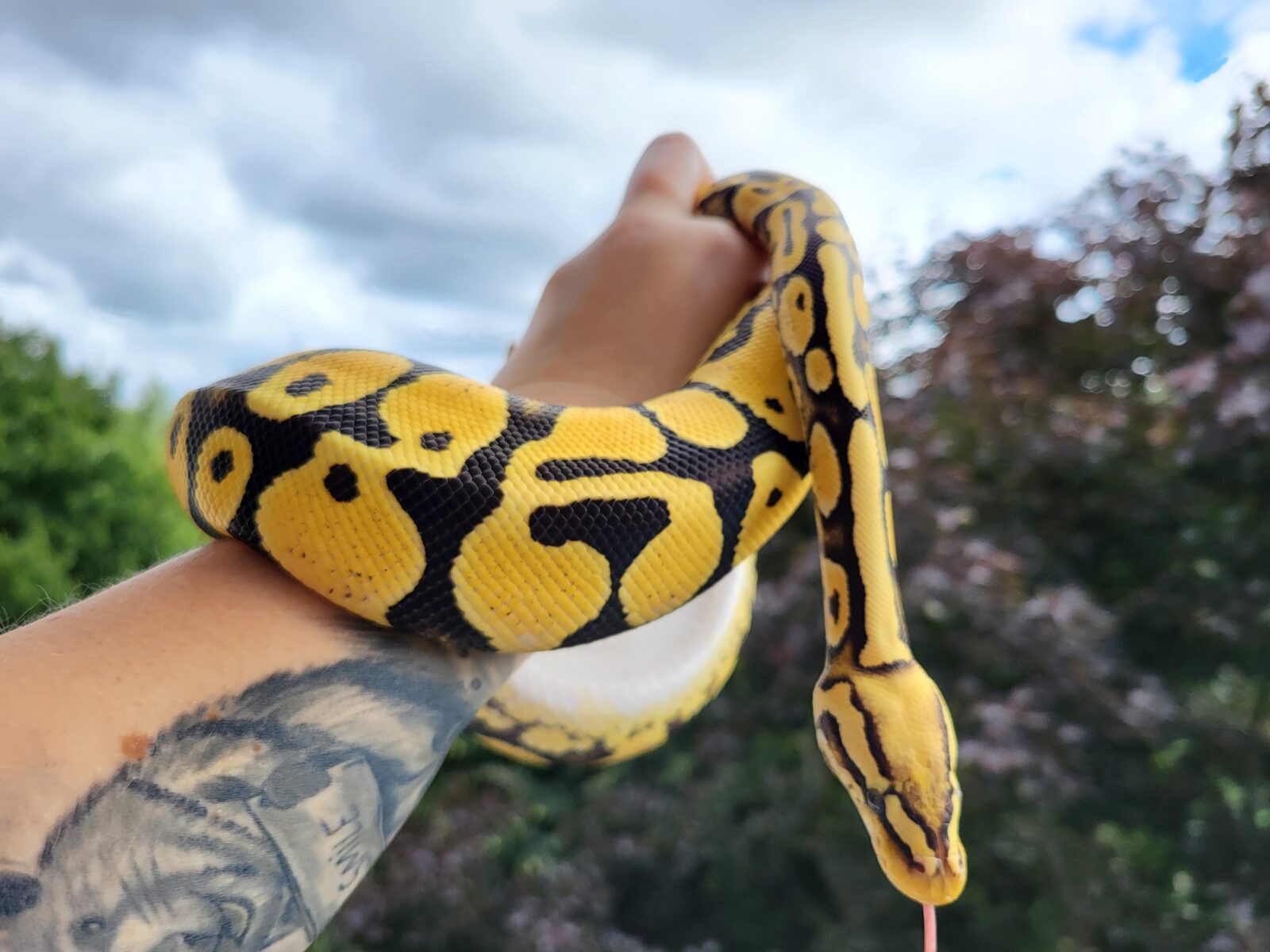 Polish Python Lovers - Triss