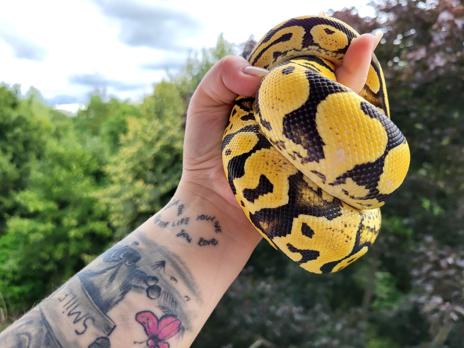 Polish Python Lovers - White Lace Pastel