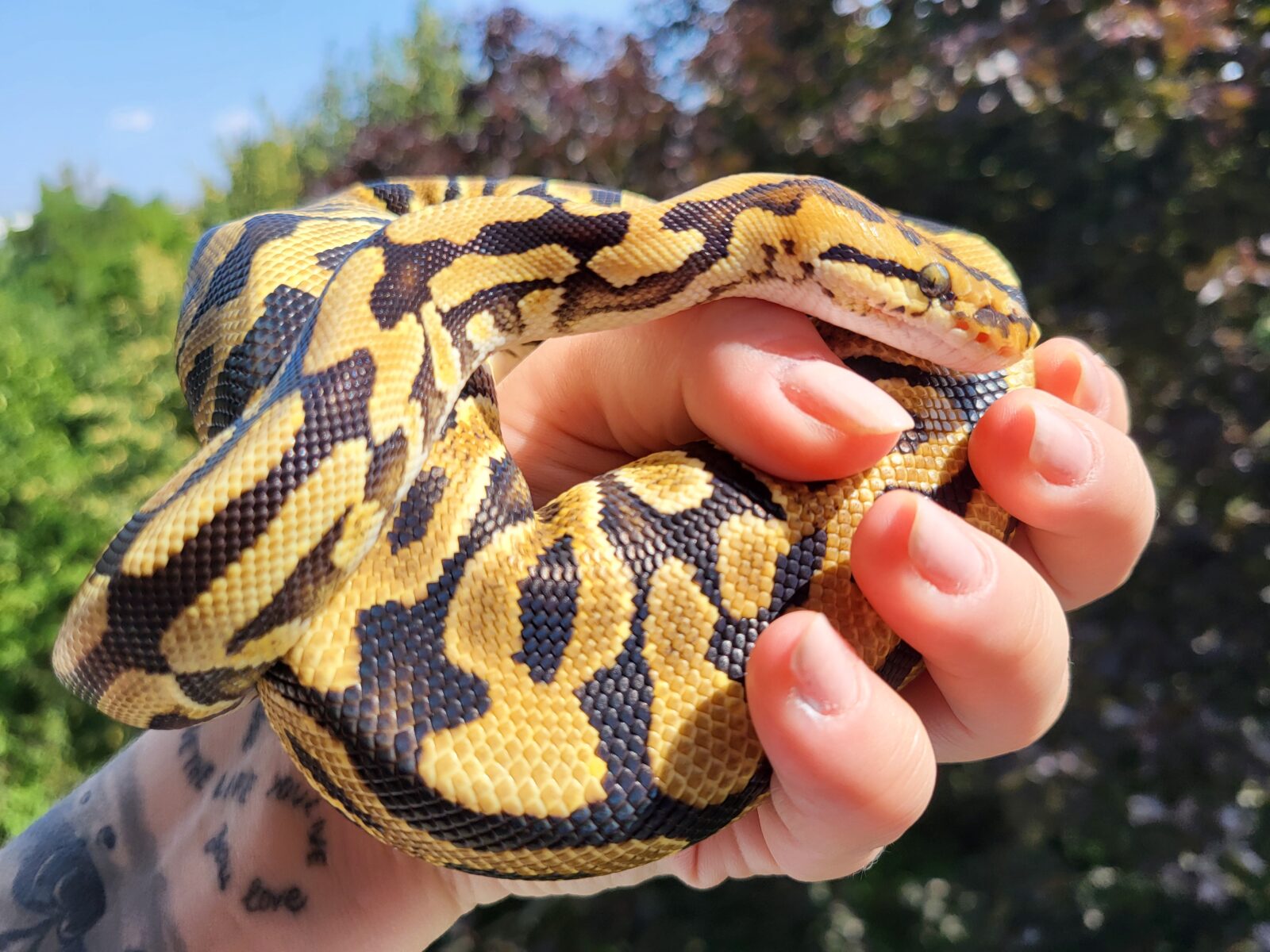 Polish Python Lovers - Yennefer