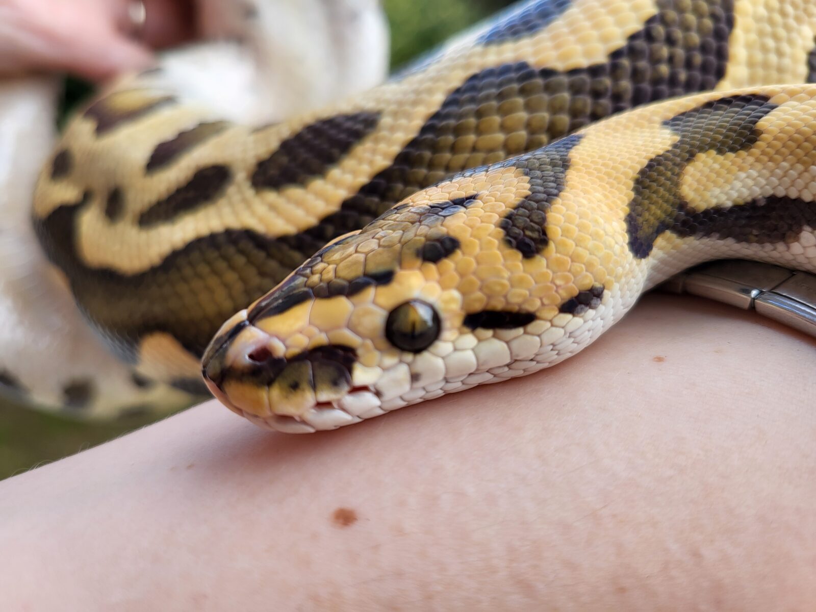 Polish python lovers - pytony królewskie łódź