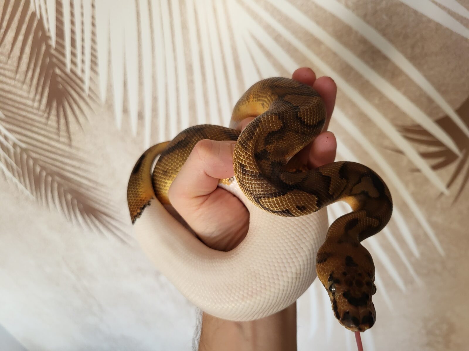 Ron - Polish Python Lovers