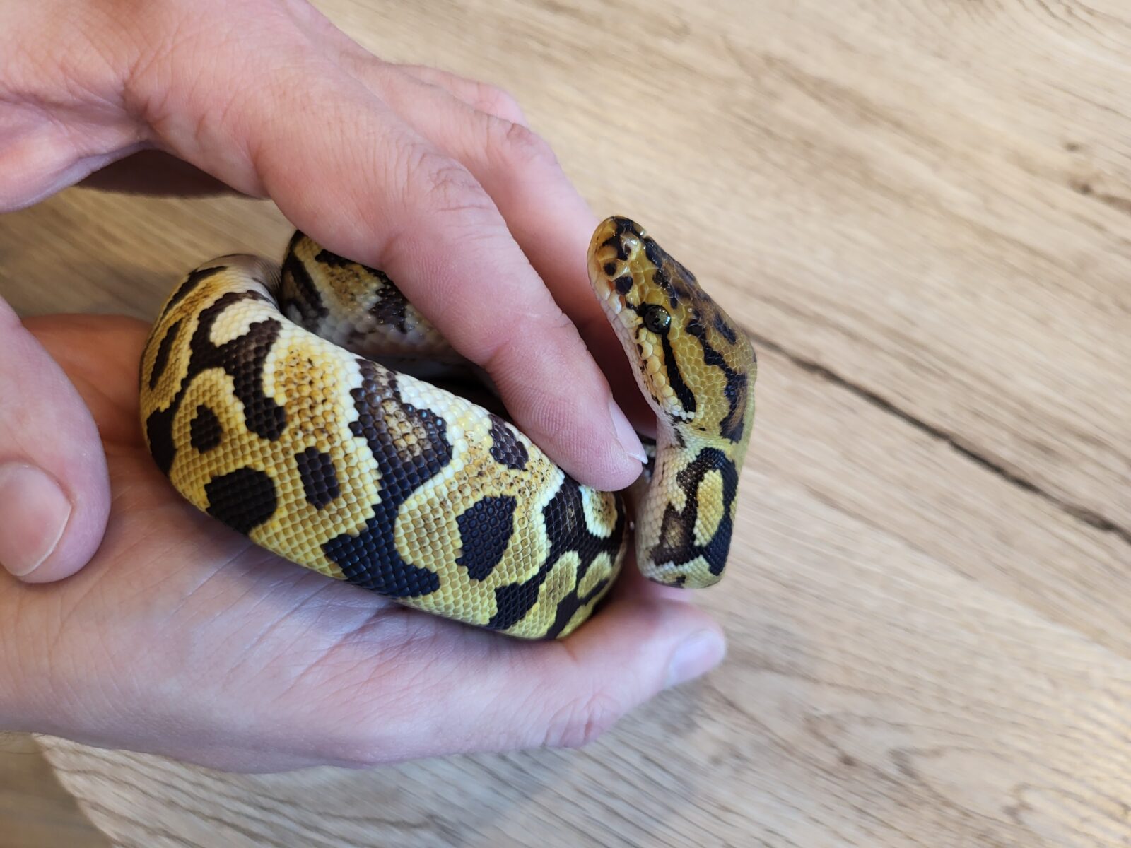 Spotnose Crypton - Polish Python Lovers - Yennefer