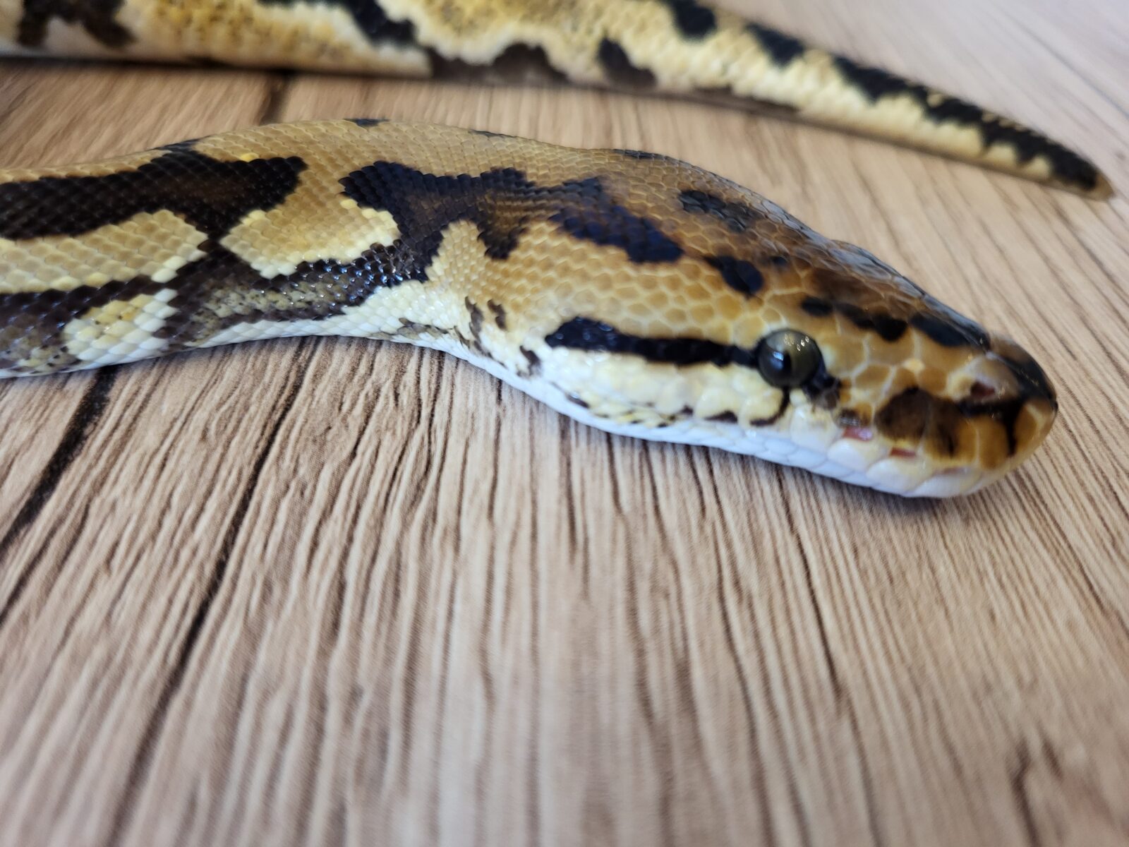 Spotnose Crypton - Polish Python Lovers