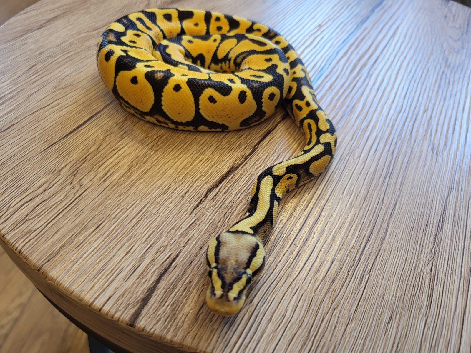 Triss Merigold - Polish Python Lovers
