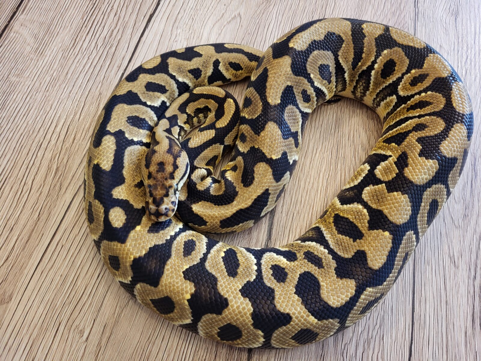 Yennefer - Polish Python Lovers