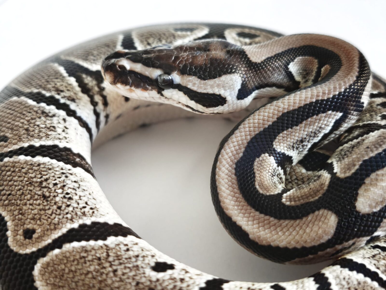 Axanthic polishpythonlovers