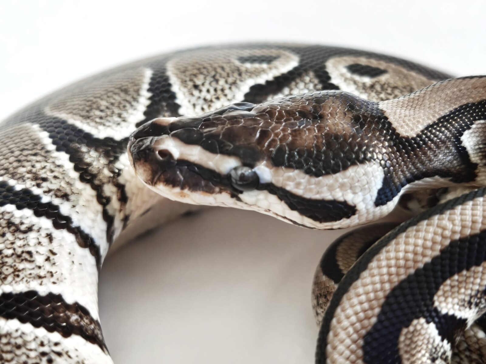 VPI Axanthic polishpythonlovers