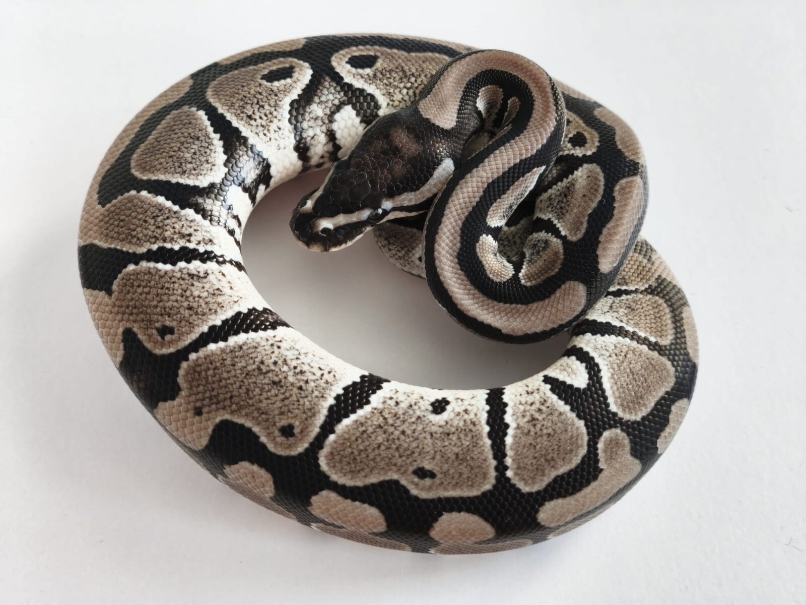 axanthic VPI